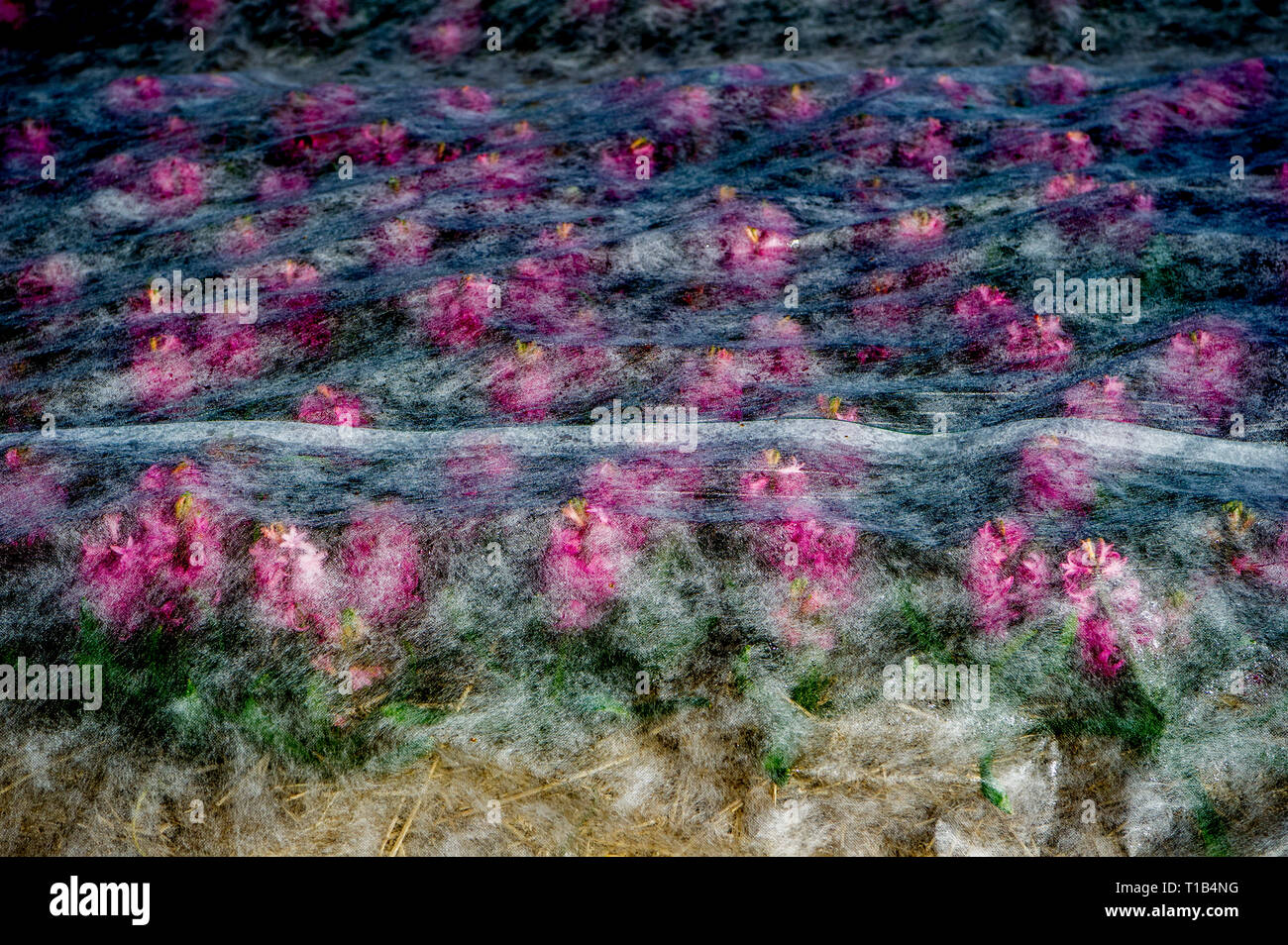 Lisse, Netherlands. 25th Mar 2019. Fields of flowers in Lisse during the spring. Credit: robin utrecht/Alamy Live News Stock Photo