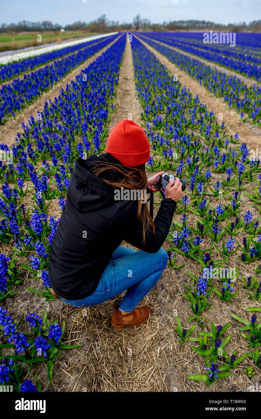 Lisse, Netherlands. 25th Mar 2019. Fields of flowers in Lisse during the spring. Credit: robin utrecht/Alamy Live News Stock Photo