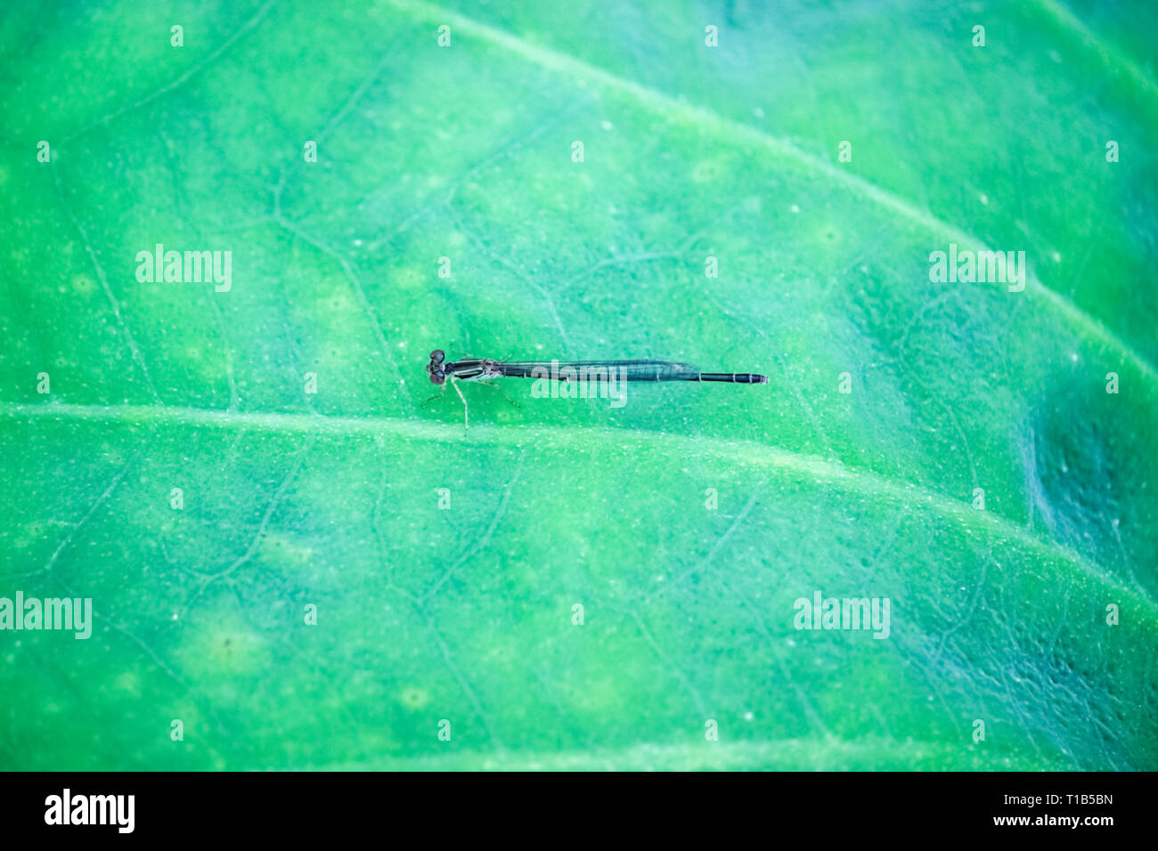 Flying insects on green lotus leaves, summer scenery, plants and ...