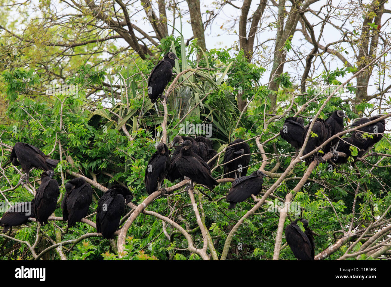 Black vultures (Coragyps atratus) roosting in trees Stock Photo Alamy