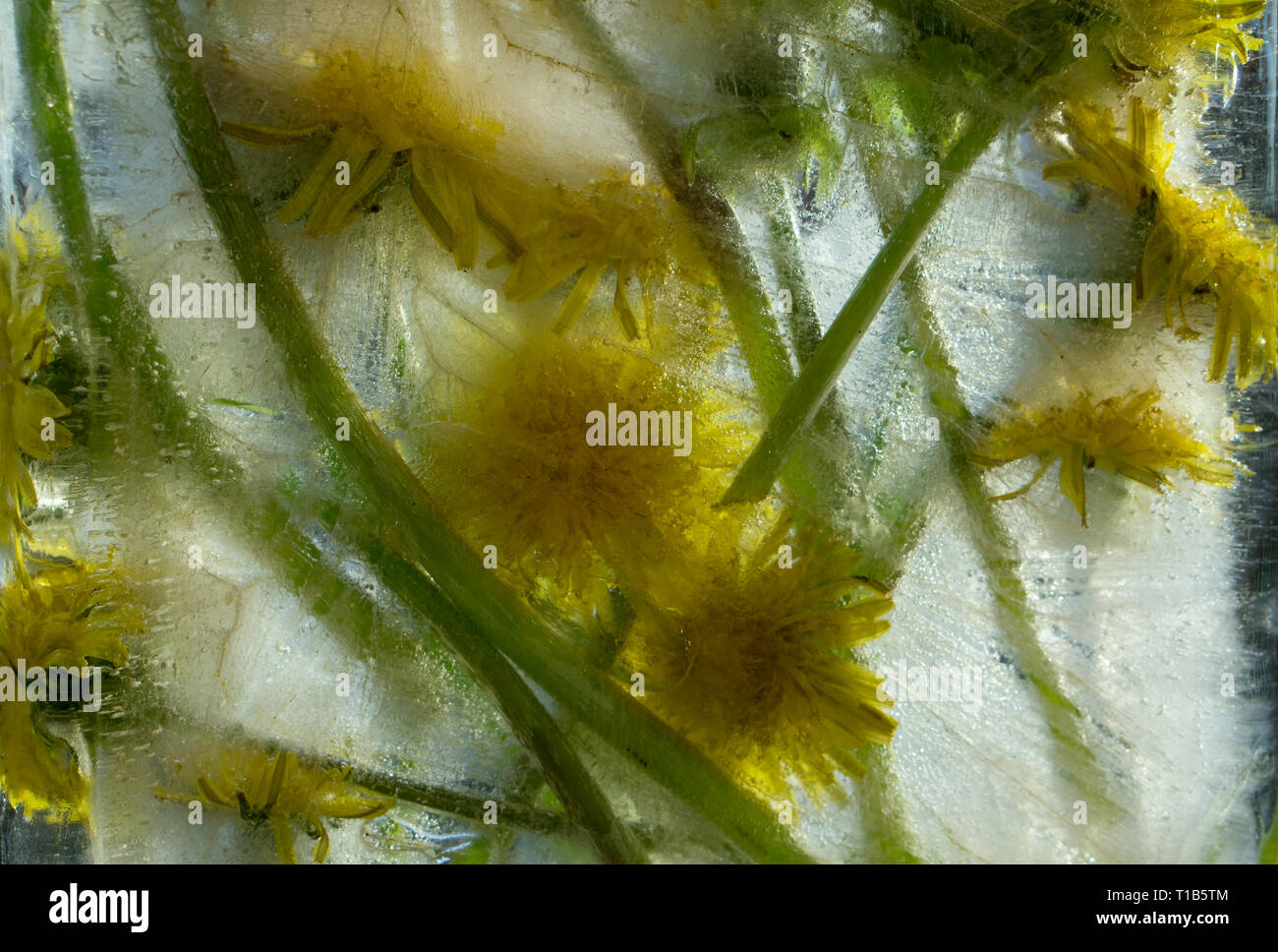 Background of of yellow dandelion flower  with green leaves frozen in ice   cube with air bubbles Stock Photo