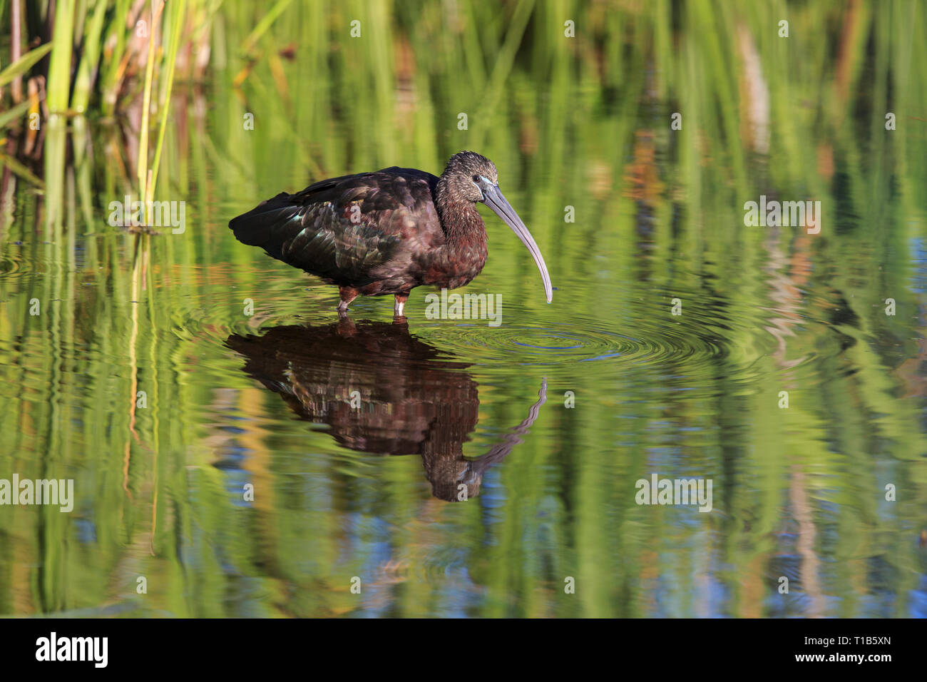 Glossy ibis (Plegadis falcinellus) wading for food Stock Photo