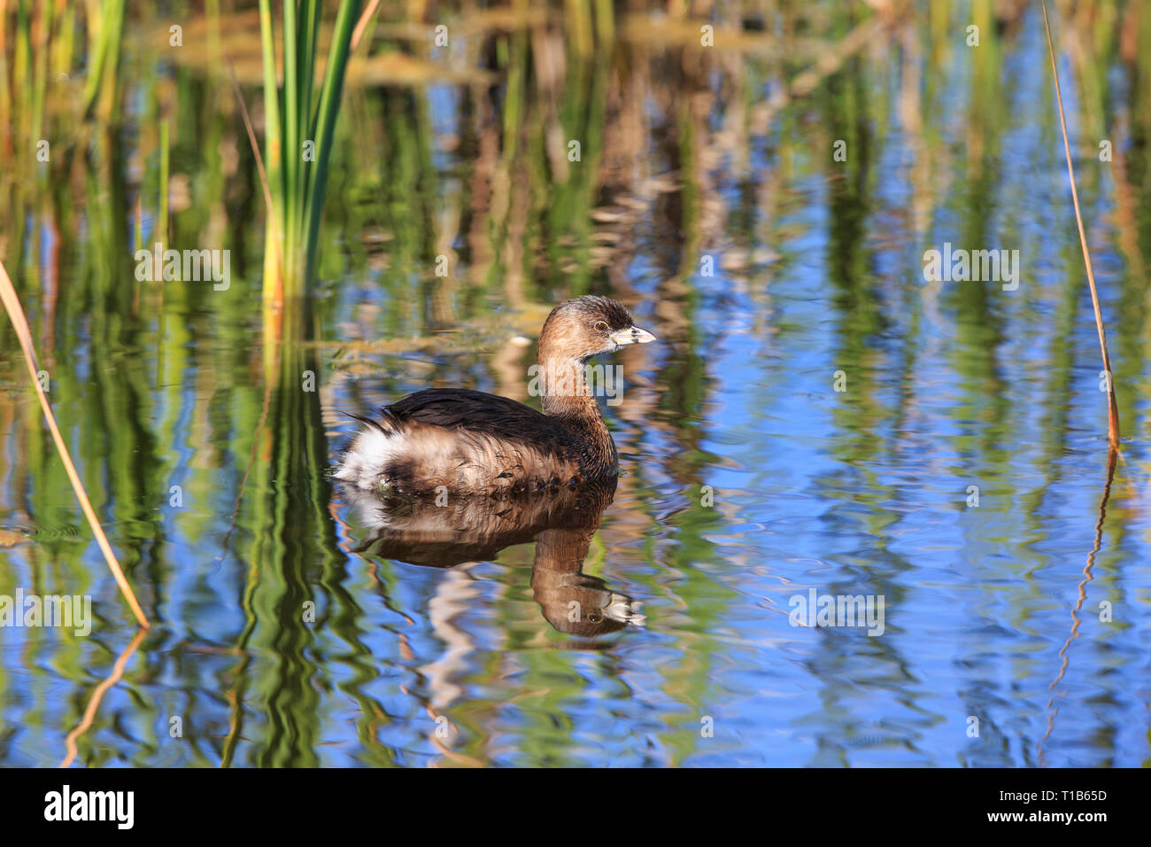 Pied-billed grebe (Podilymbus podiceps) swimming in reeds Stock Photo