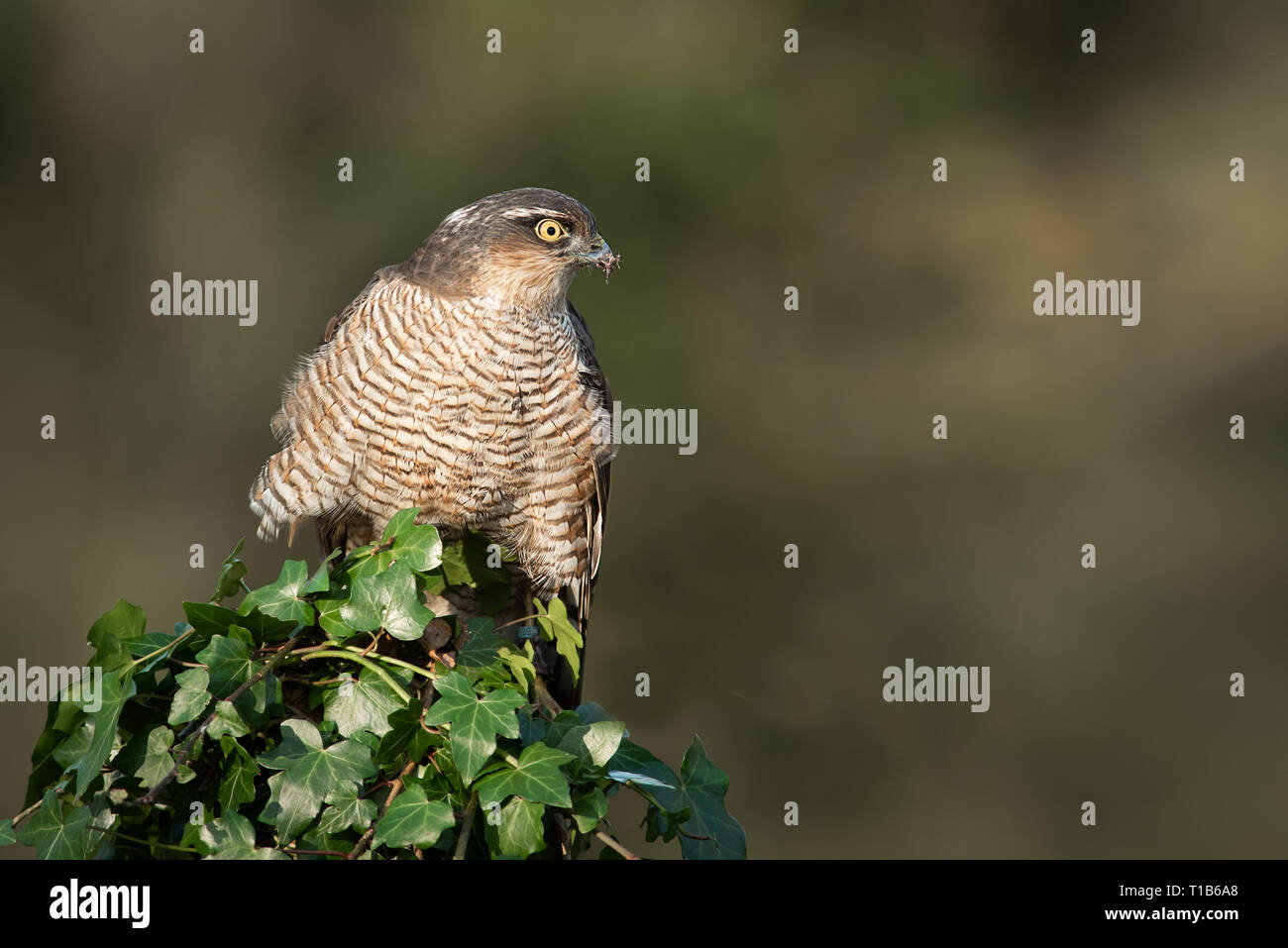 A female sparrowhawk Accipiter nisus perched on top of an ivy covered post with its prey. It is looking alert to the left protecting her prey of a bul Stock Photo