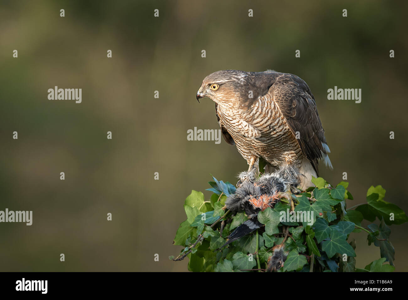 A female sparrowhawk Accipiter nisus perched on top of an ivy covered post. It is looking alert to the right Stock Photo