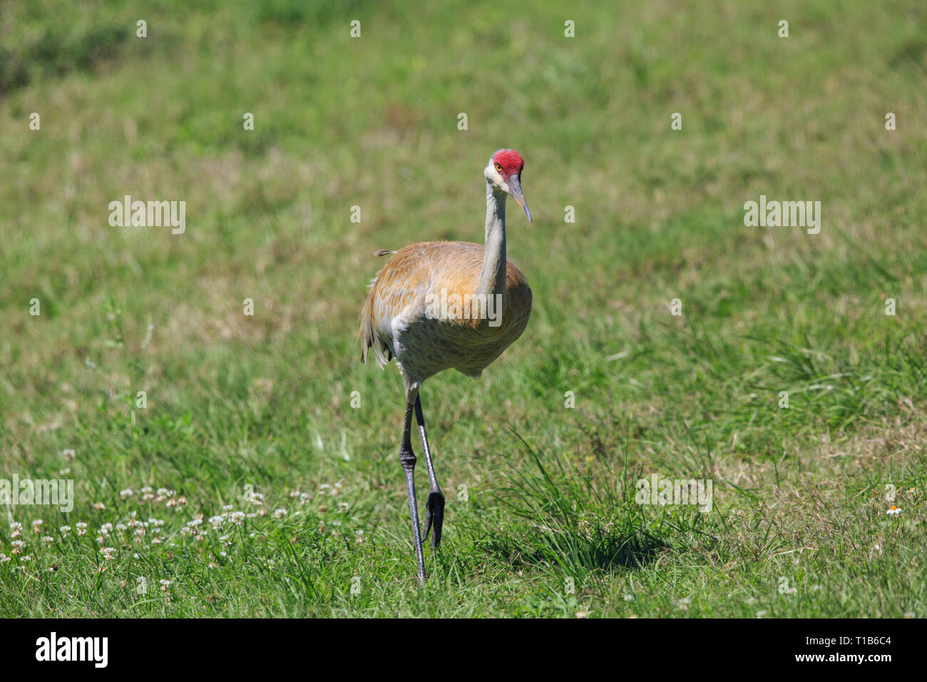 Sandhill crane ( Grus canadensis) Stock Photo