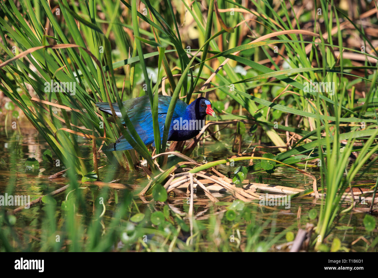 Purple Gallinule (Porphyrio martinica) Stock Photo