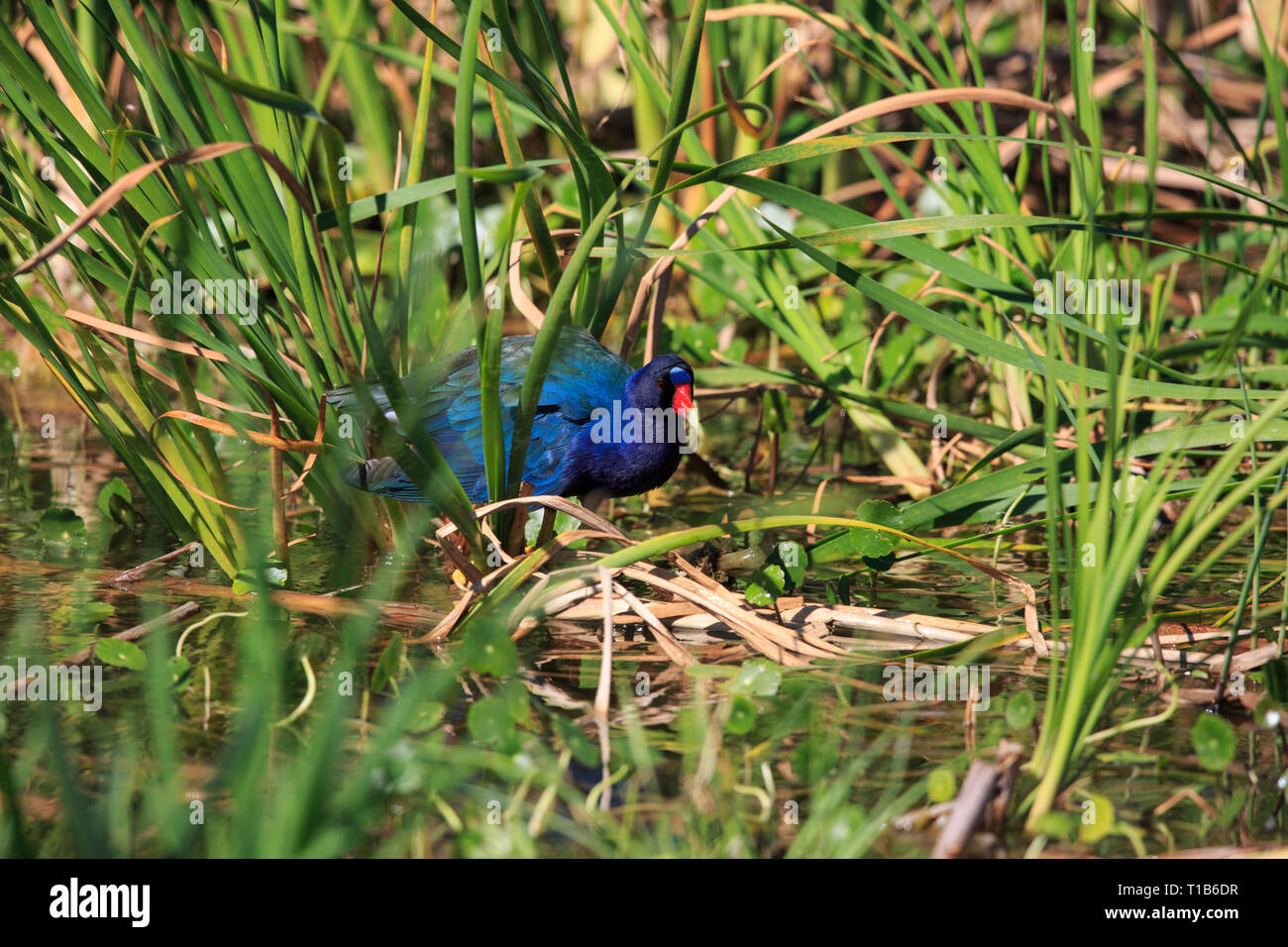 Purple Gallinule (Porphyrio martinica) Stock Photo