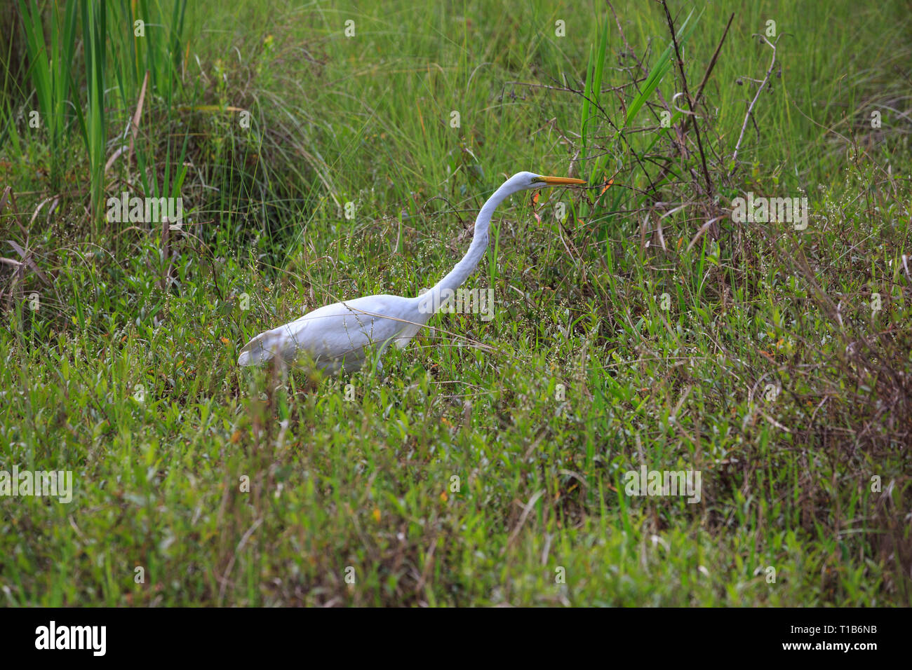 Great Egret (Ardea alba) in marshy area looking for food. Stock Photo