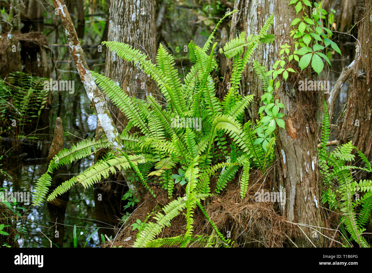 Boston fern (Nephrolepis exaltata) growing wild in Florida Stock Photo