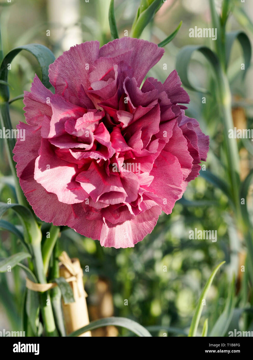Carnation greenhouse hires stock photography and images Alamy
