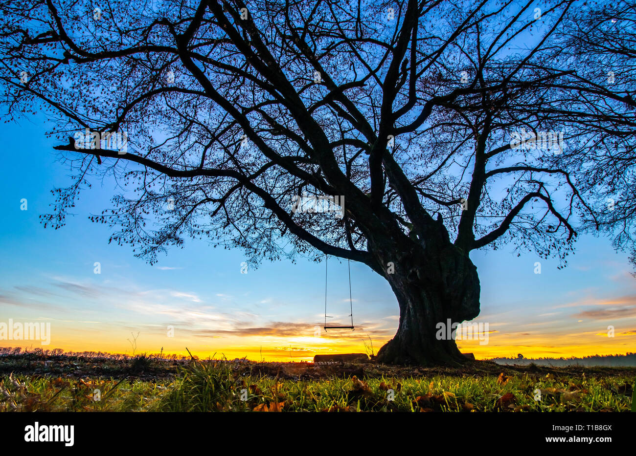 swing on mystic tree in sunrise, childhood memories Stock Photo