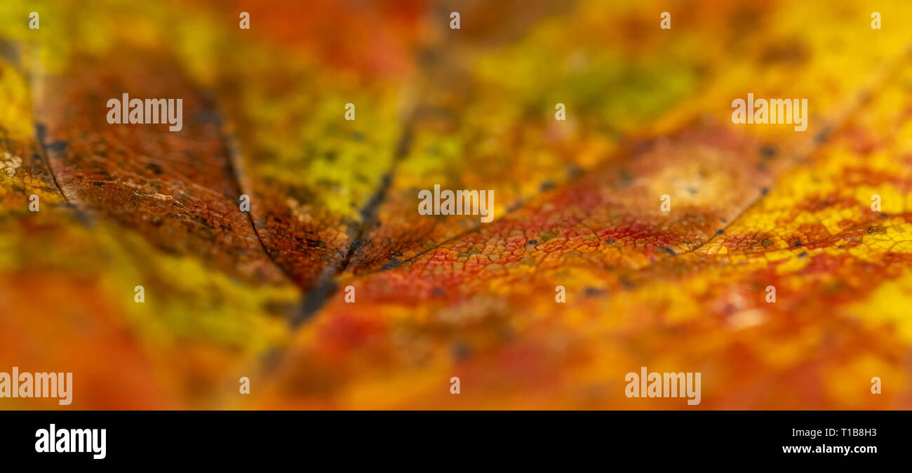 heart shapes leaf texture background autumn Stock Photo - Alamy