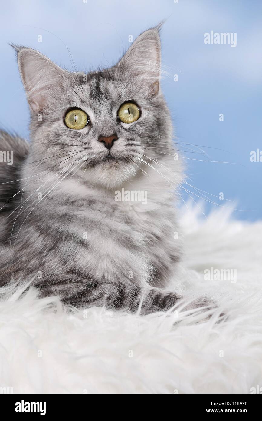 lying Norwegian Forest Cat Stock Photo