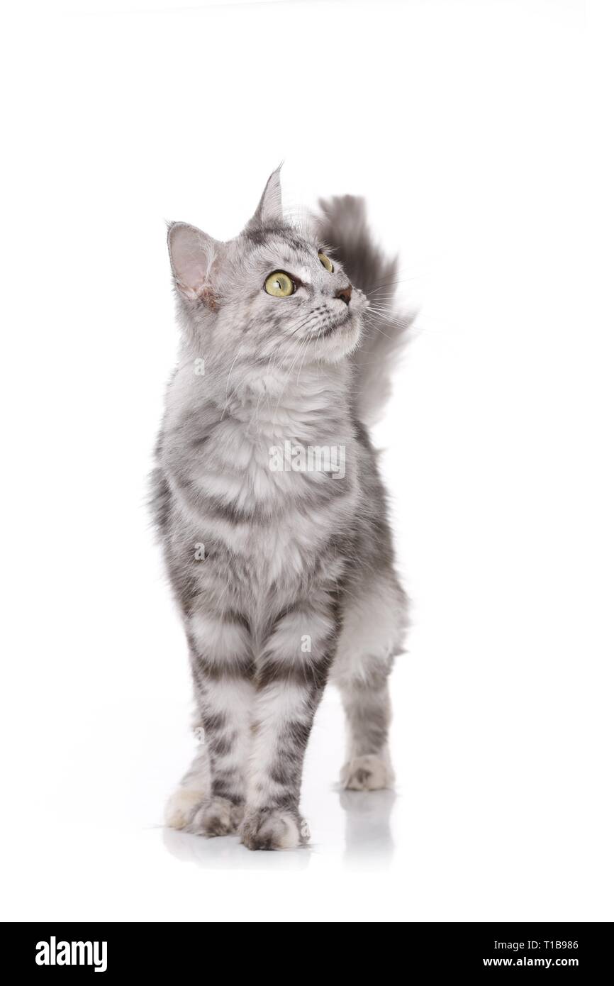 standing Norwegian Forest Cat Stock Photo