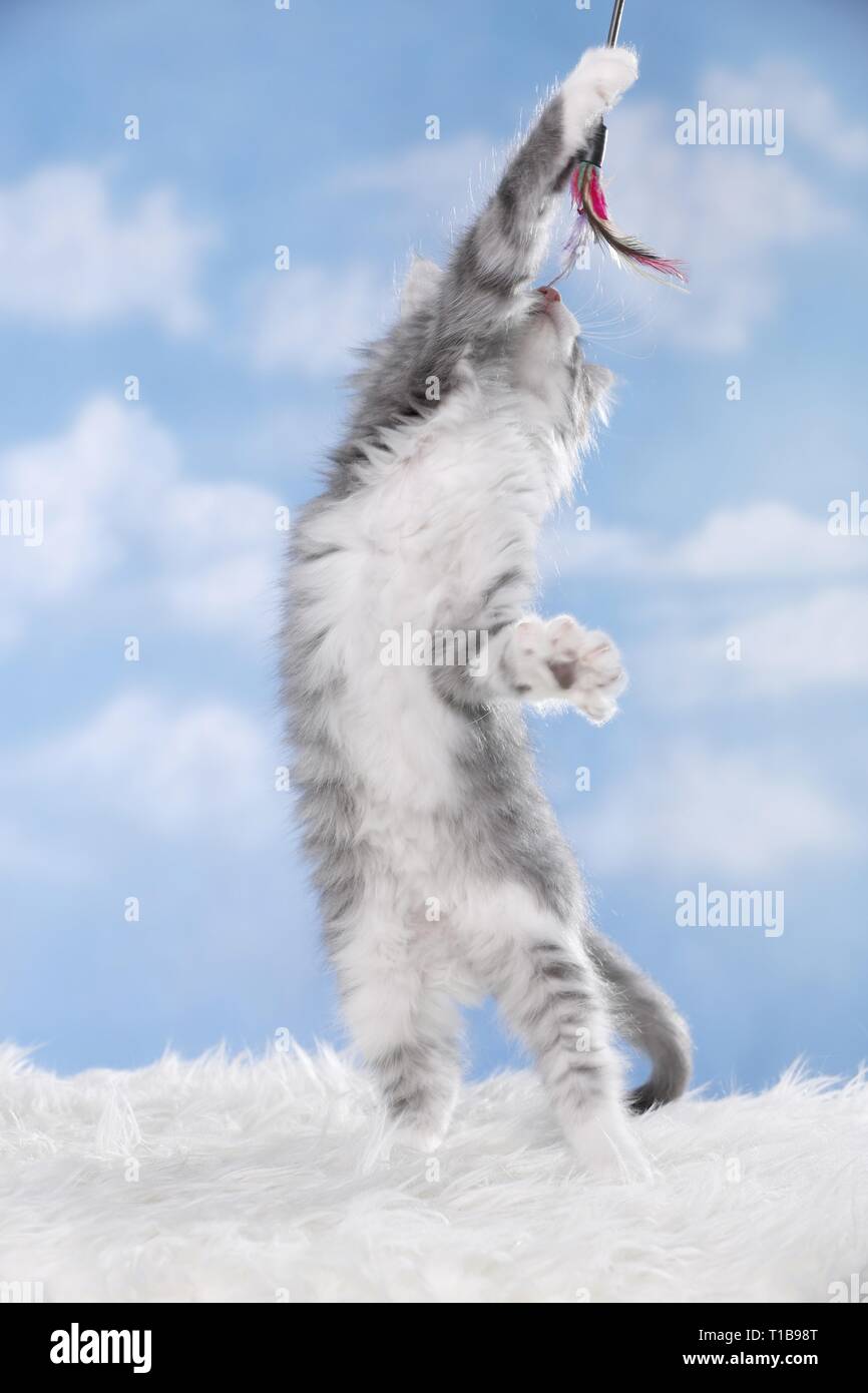 begging Kitten Stock Photo