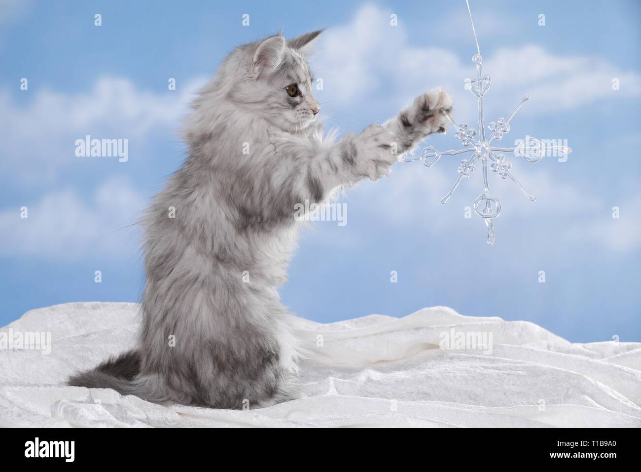 begging Kitten Stock Photo