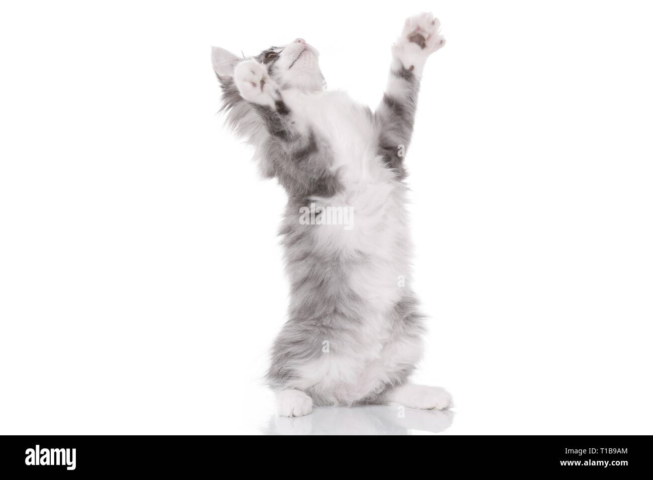 begging Kitten Stock Photo