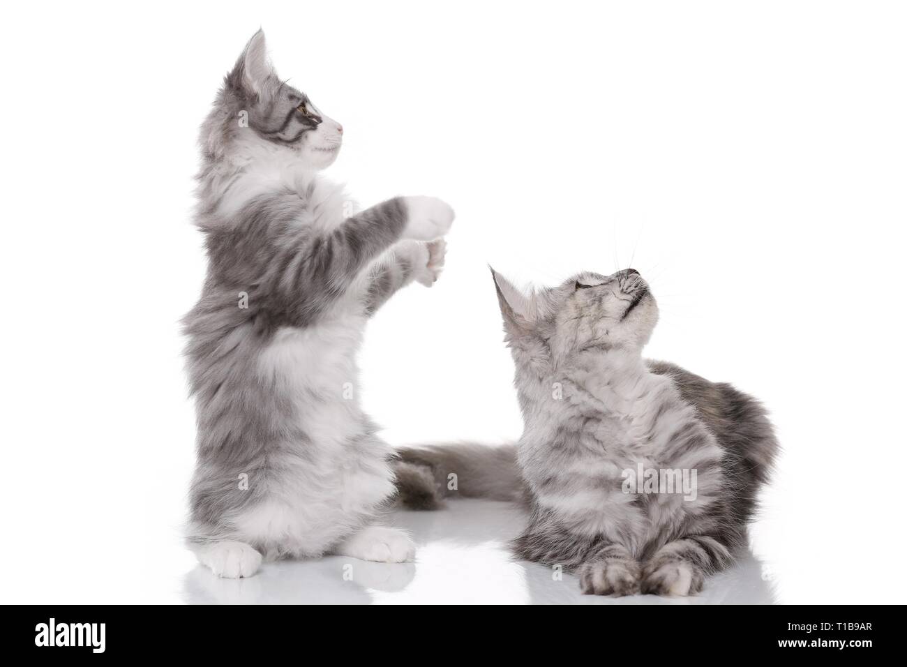 2 cats Stock Photo