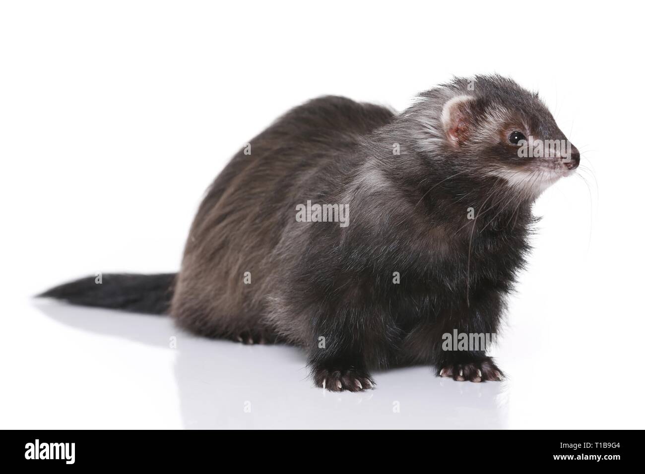 Vector of a cute brown ferret munching on a chocolate chip cookie. Adorable  cartoon weasel wearing a red turtleneck sweater and eating a biscuit. Small  happy rodent enjoying his food 2851940 Vector