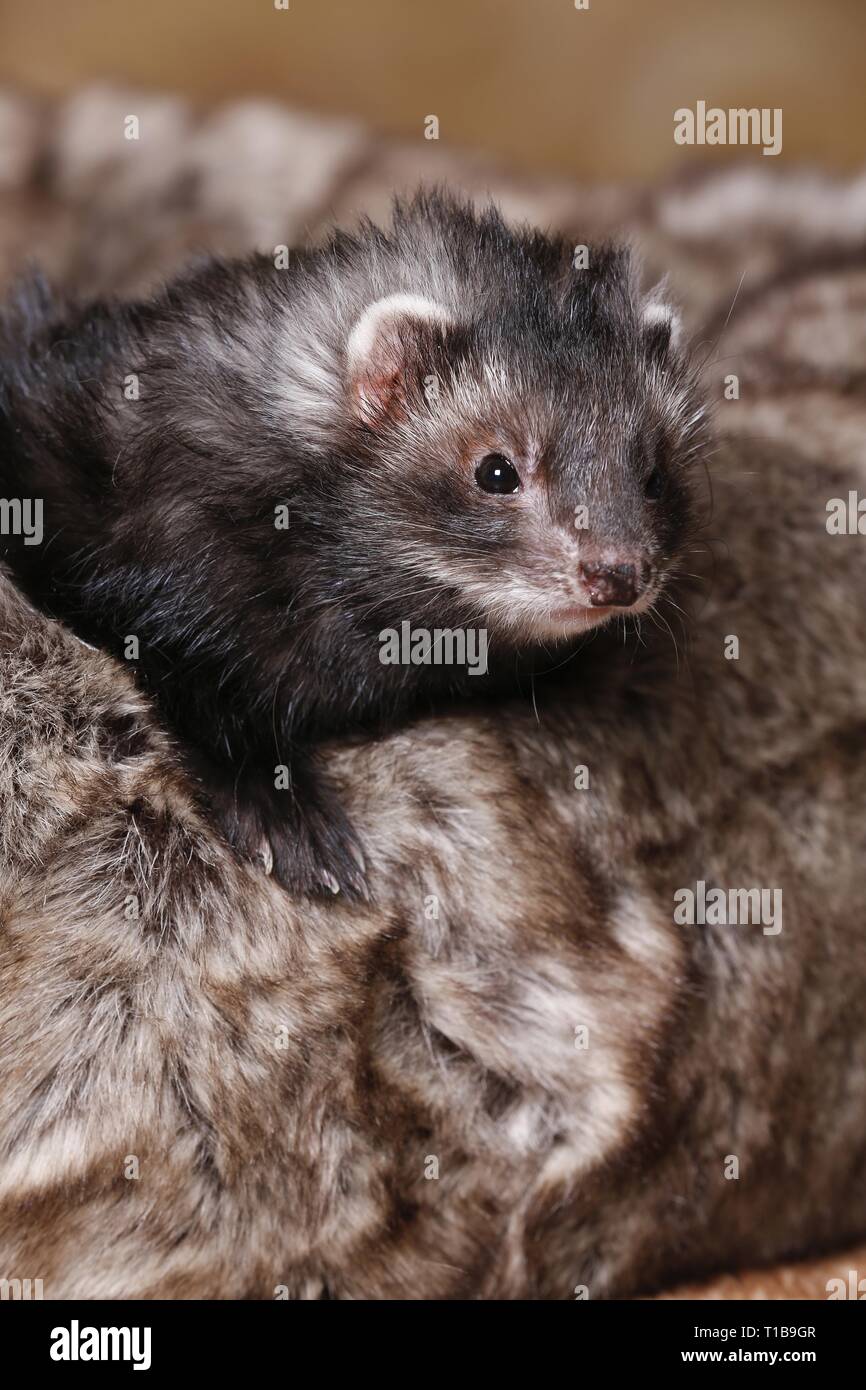 Vector of a cute brown ferret munching on a chocolate chip cookie