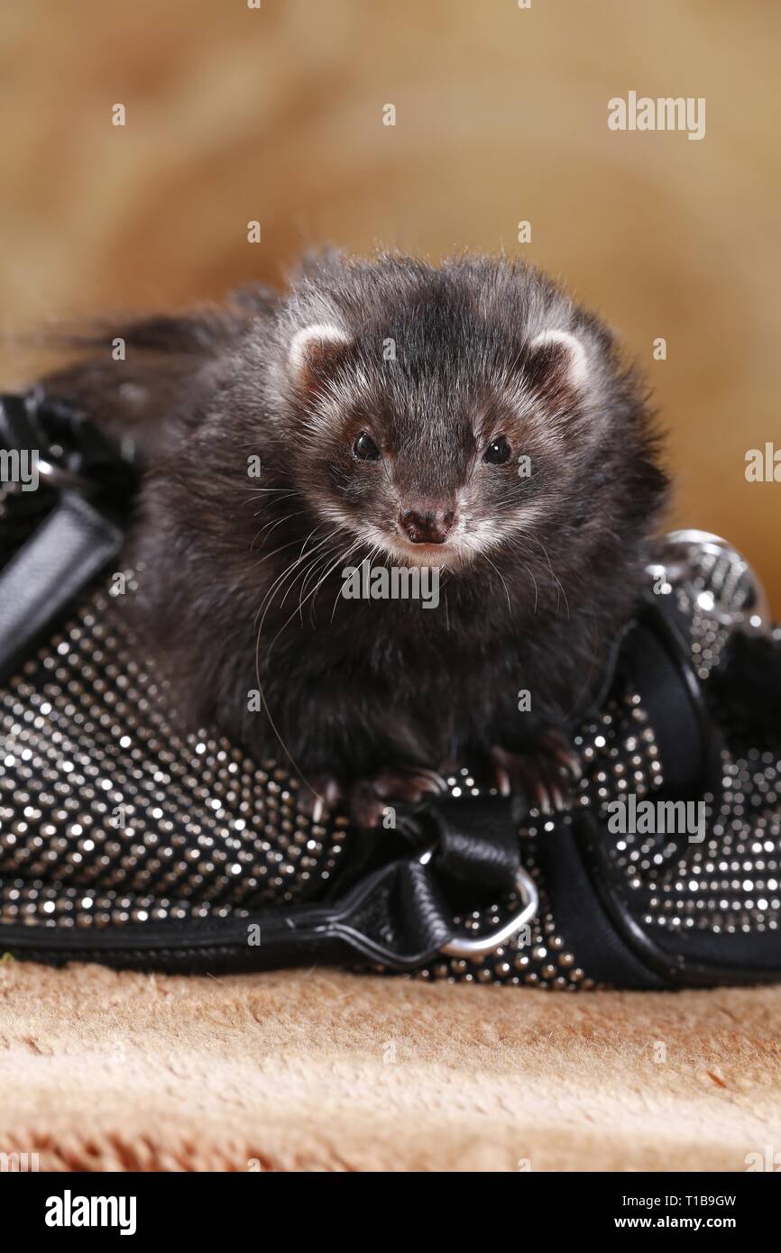 Vector of a cute brown ferret munching on a chocolate chip cookie. Adorable  cartoon weasel wearing a red turtleneck sweater and eating a biscuit. Small  happy rodent enjoying his food 2851940 Vector