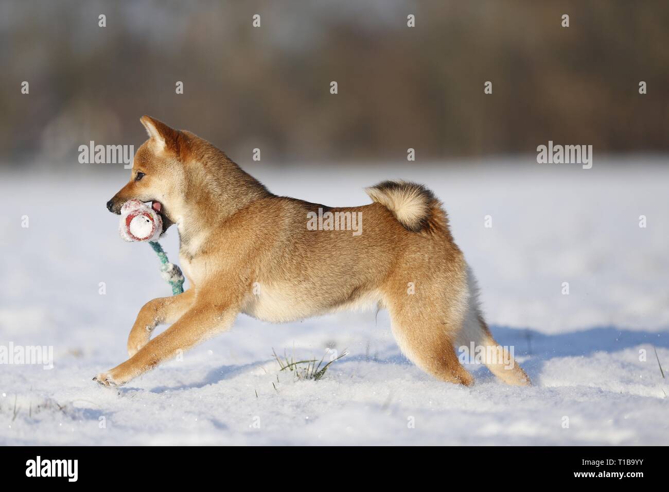 Into Its Yap Stock Photos Into Its Yap Stock Images Page