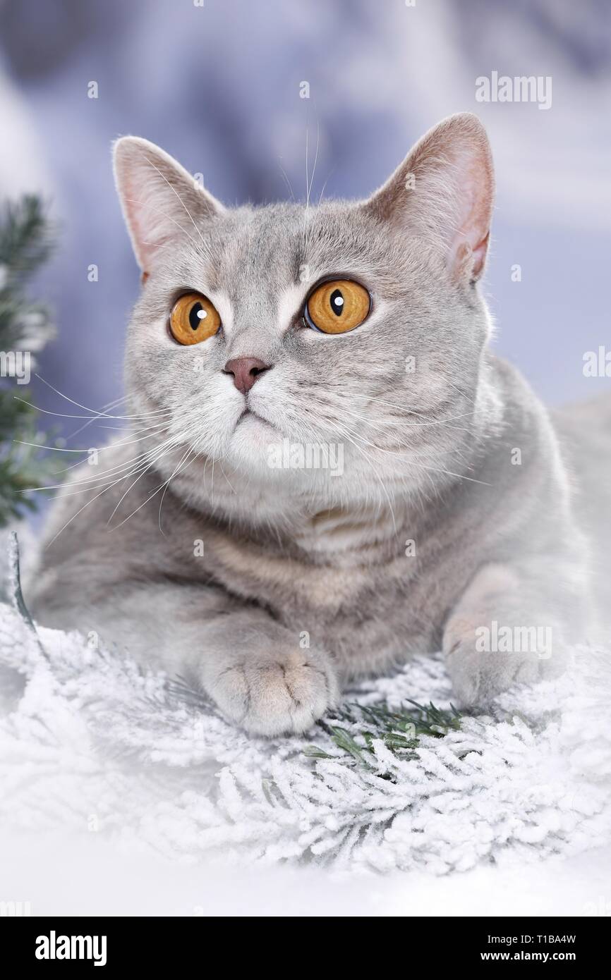 British Shorthair in snow Stock Photo - Alamy