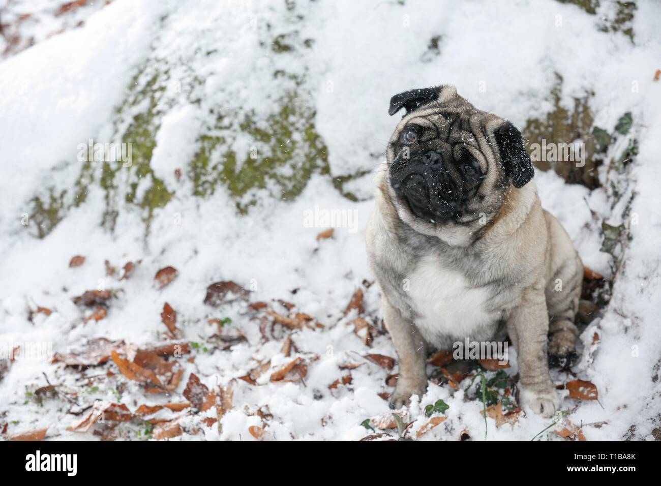 pug at winter Stock Photo