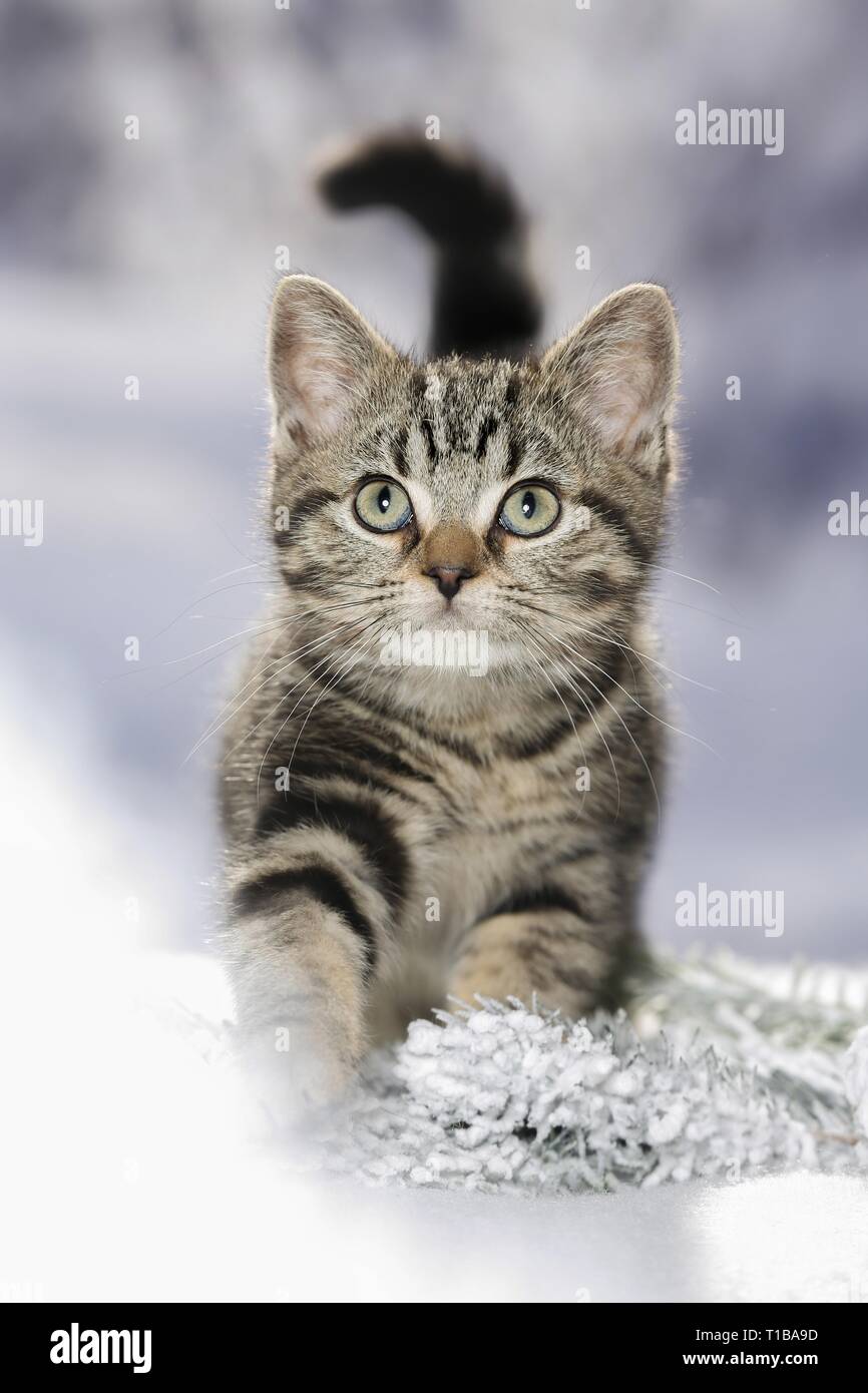 Black Golden Tabby Classic British Shorthair Stock Photo