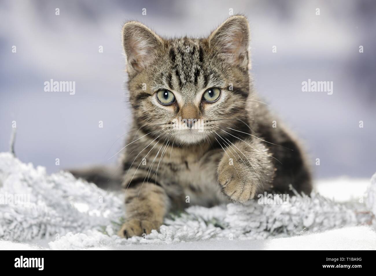 blackgoldentabbyclassic British Shorthair Stock Photo Alamy