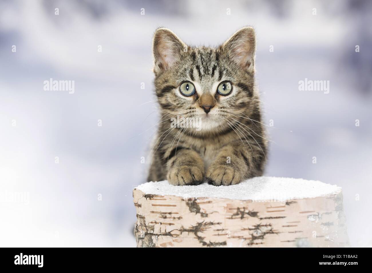 Black Golden Tabby Classic British Shorthair Stock Photo