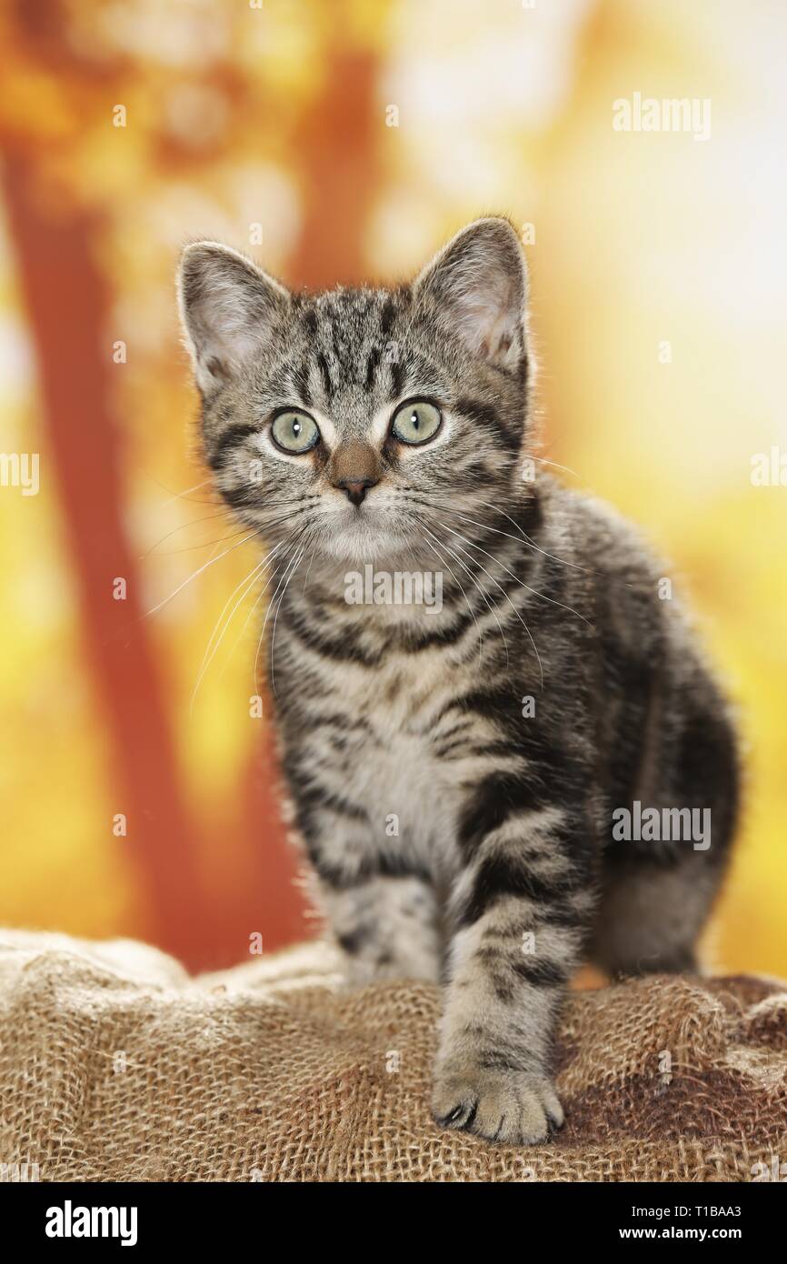 blackgoldentabbyclassic British Shorthair Stock Photo Alamy
