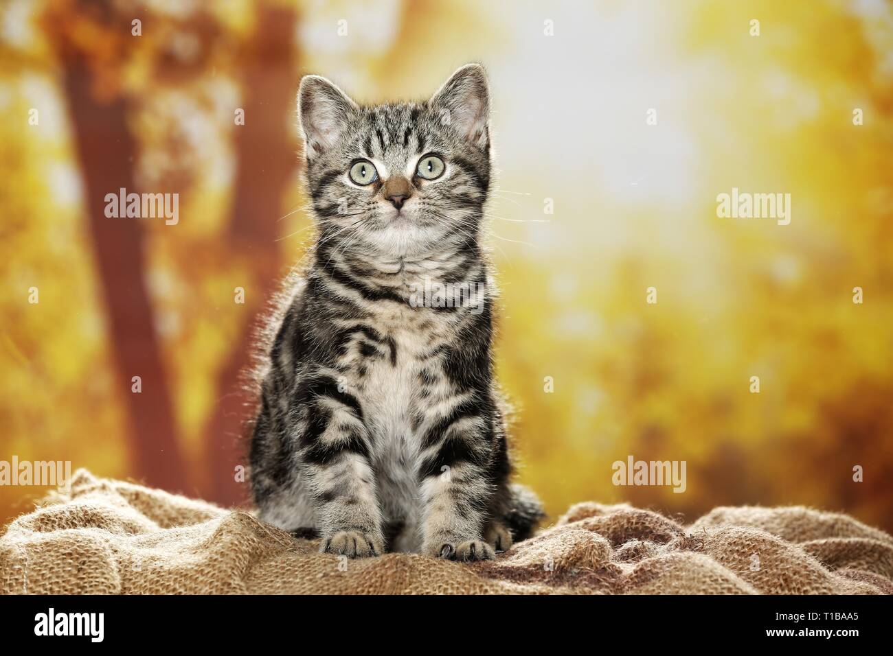 blackgoldentabbyclassic British Shorthair Stock Photo Alamy