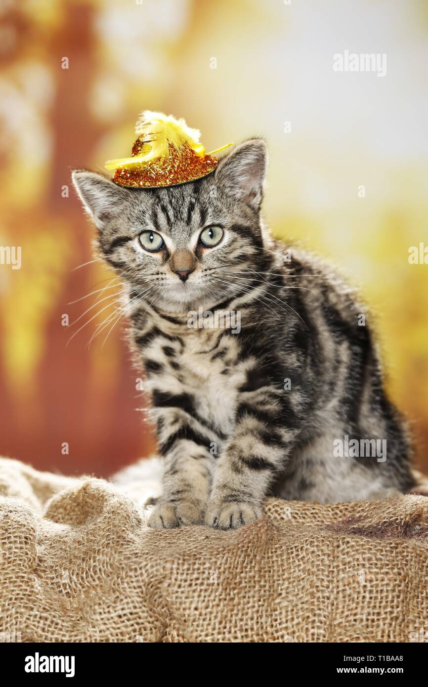 blackgoldentabbyclassic British Shorthair Stock Photo Alamy