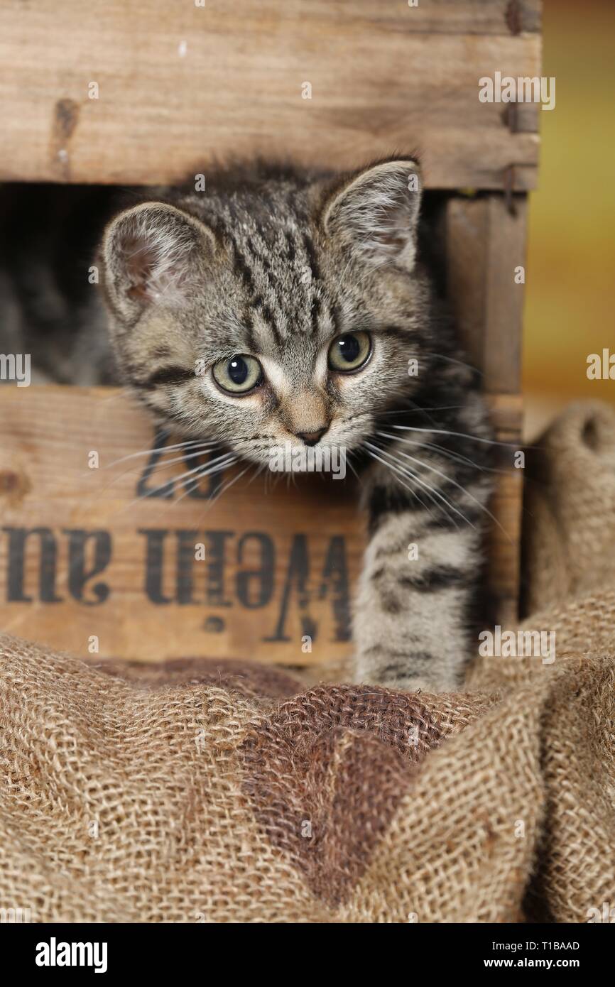 Black Golden Tabby Classic British Shorthair Stock Photo