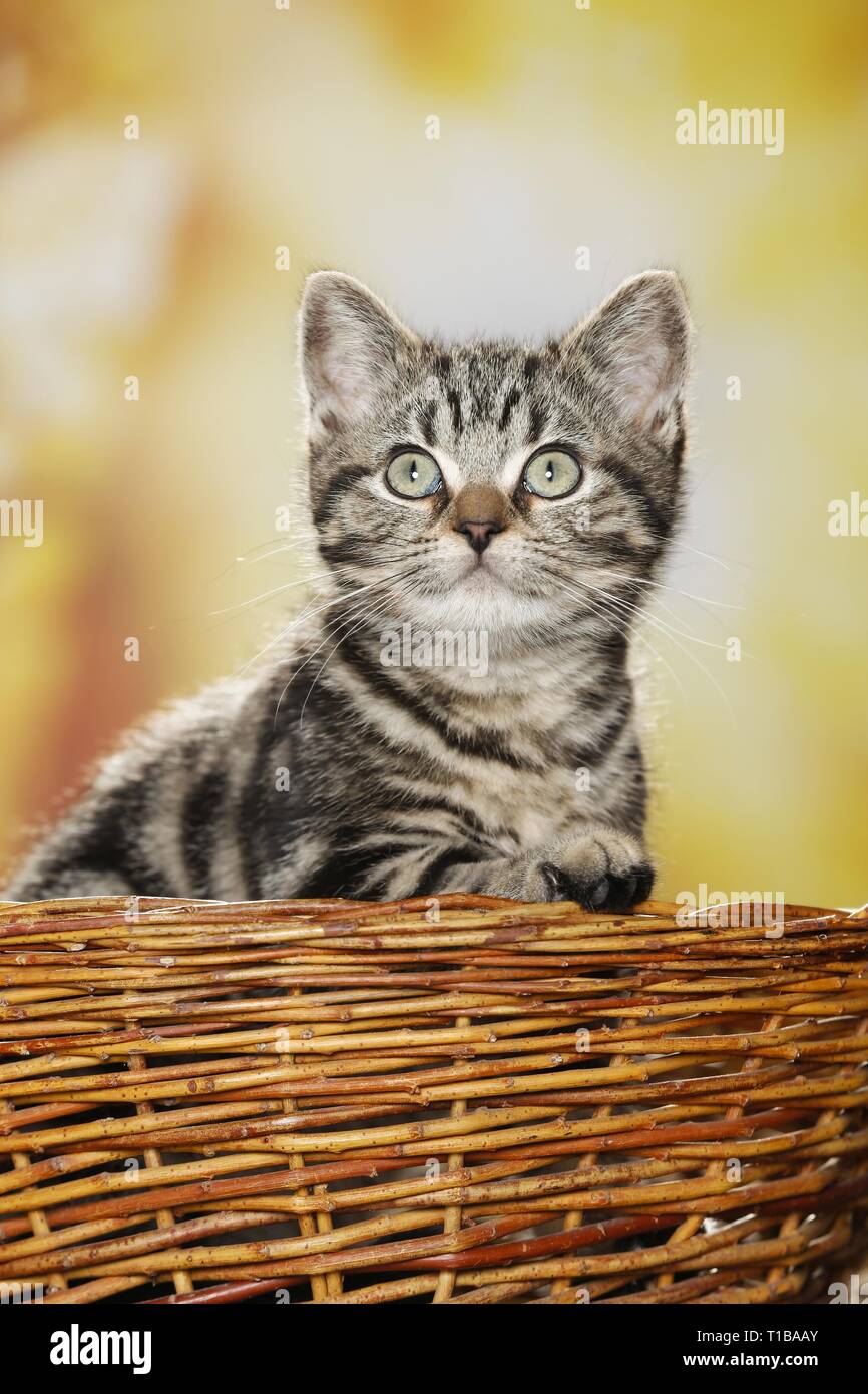 blackgoldentabbyclassic British Shorthair Stock Photo Alamy