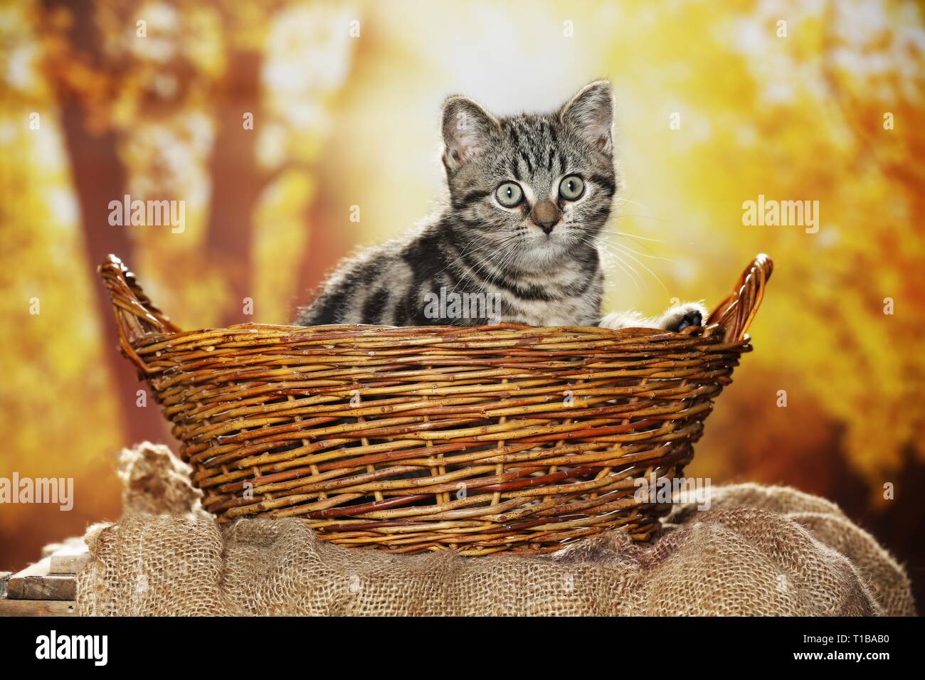 Black Golden Tabby Classic British Shorthair Stock Photo