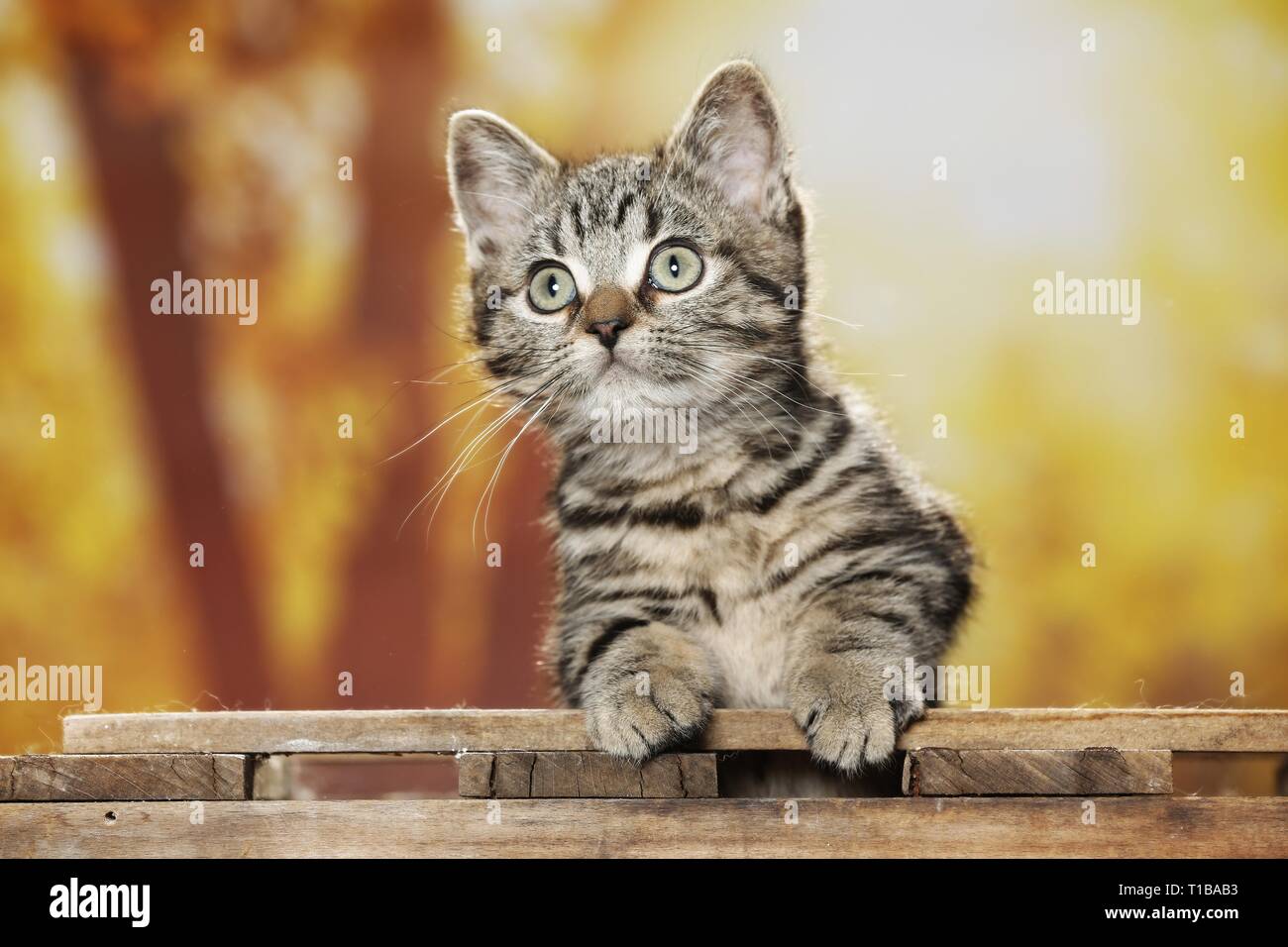 Black Golden Tabby Classic British Shorthair Stock Photo