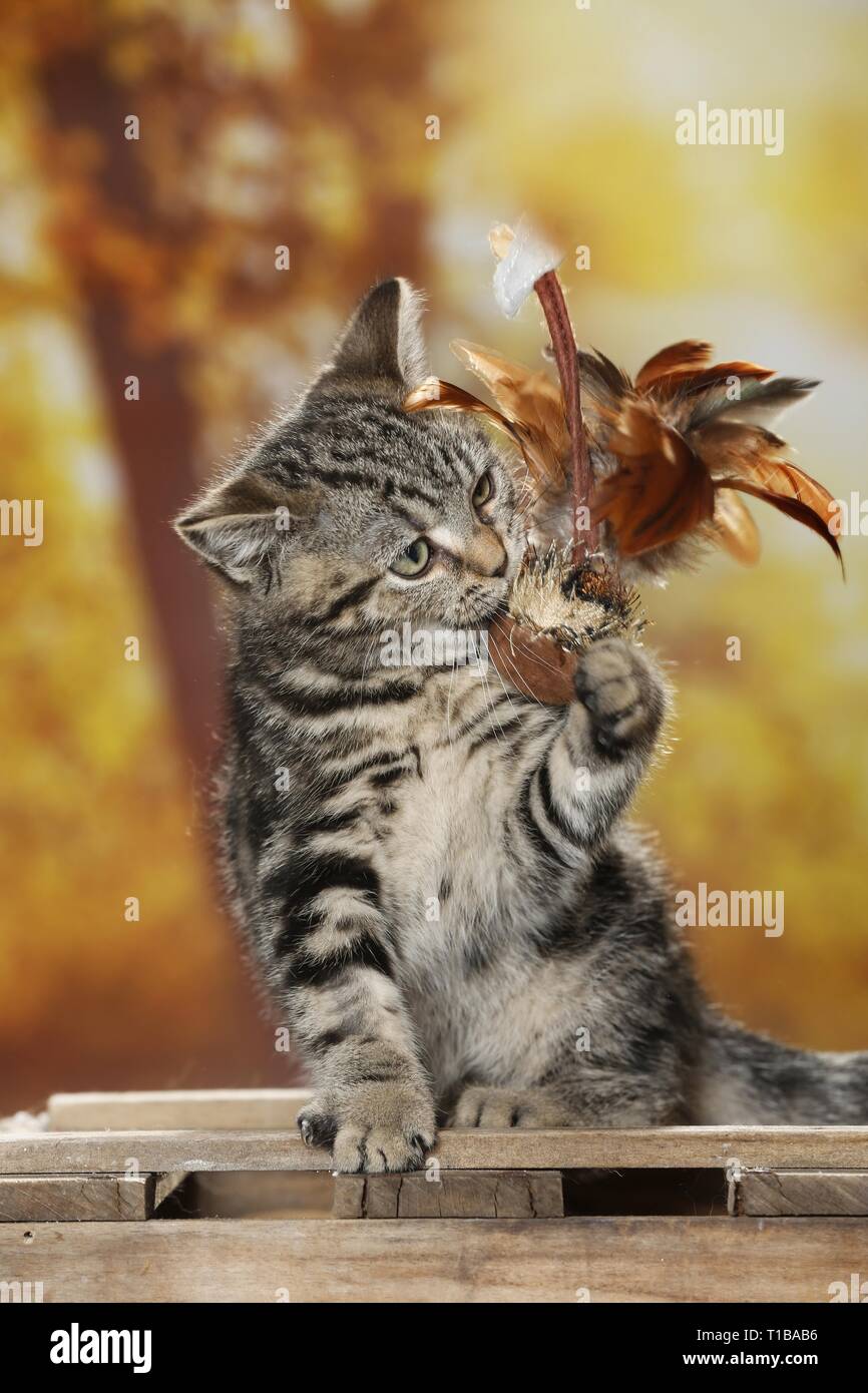 Black Golden Tabby Classic British Shorthair Stock Photo