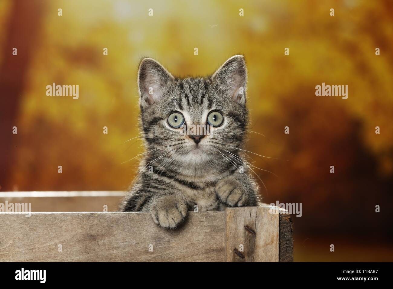 Black Golden Tabby Classic British Shorthair Stock Photo