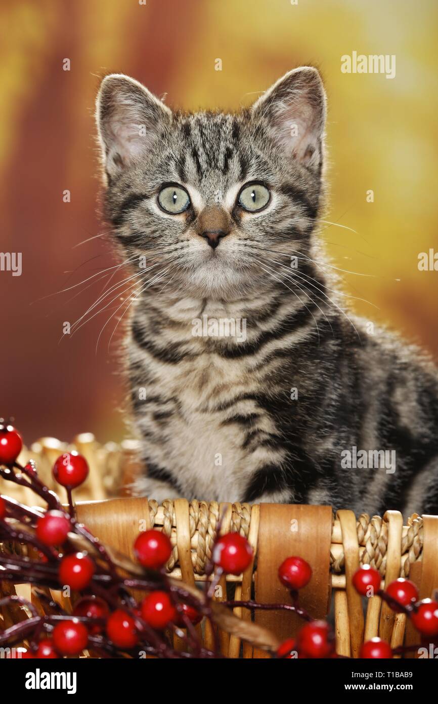 blackgoldentabbyclassic British Shorthair Stock Photo Alamy