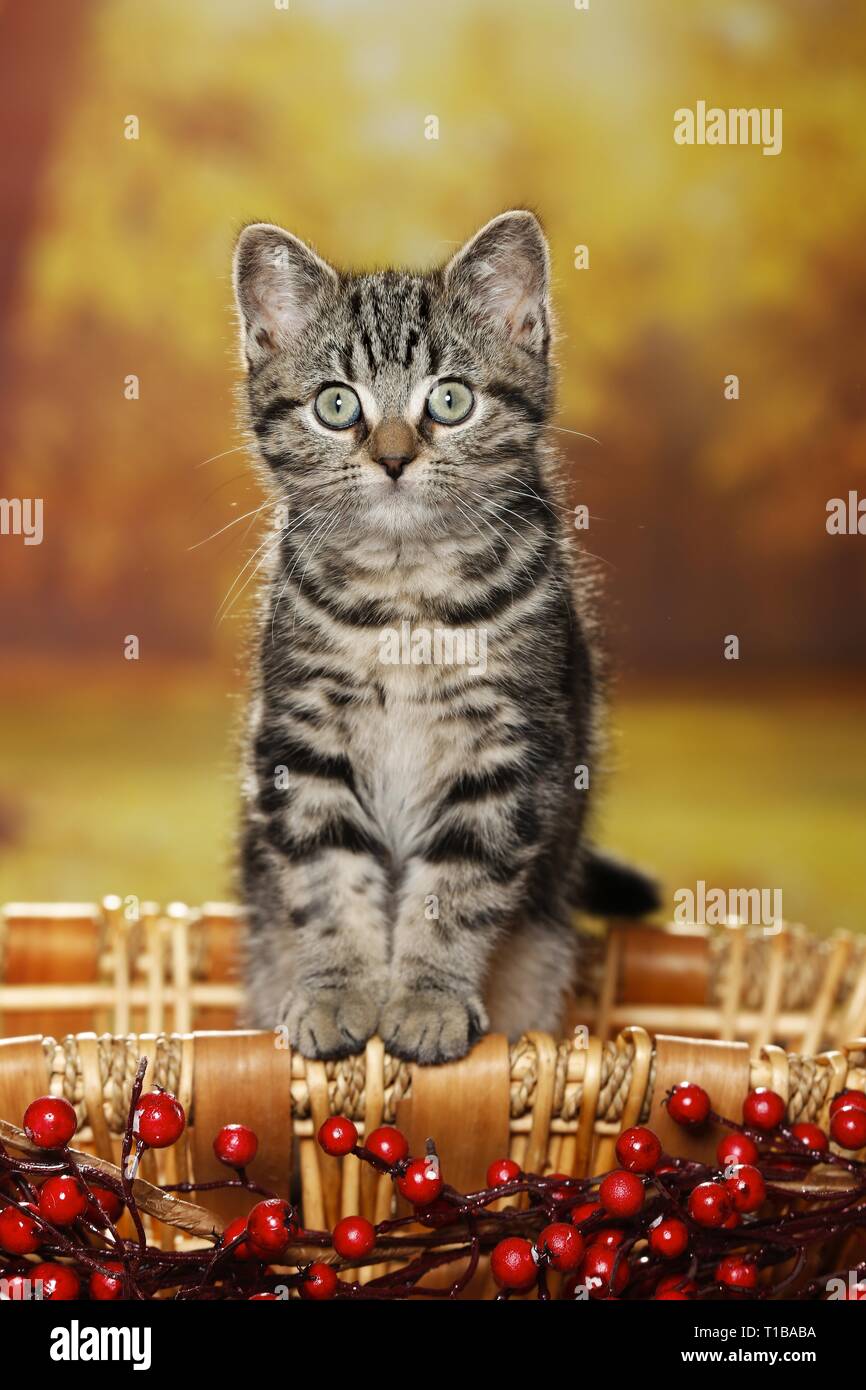 Black Golden Tabby Classic British Shorthair Stock Photo