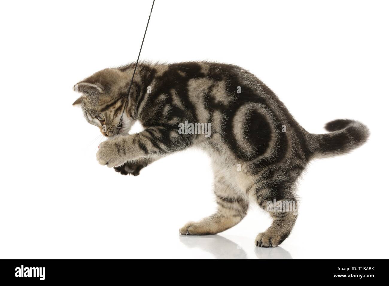 blackgoldentabbyclassic British Shorthair Stock Photo Alamy