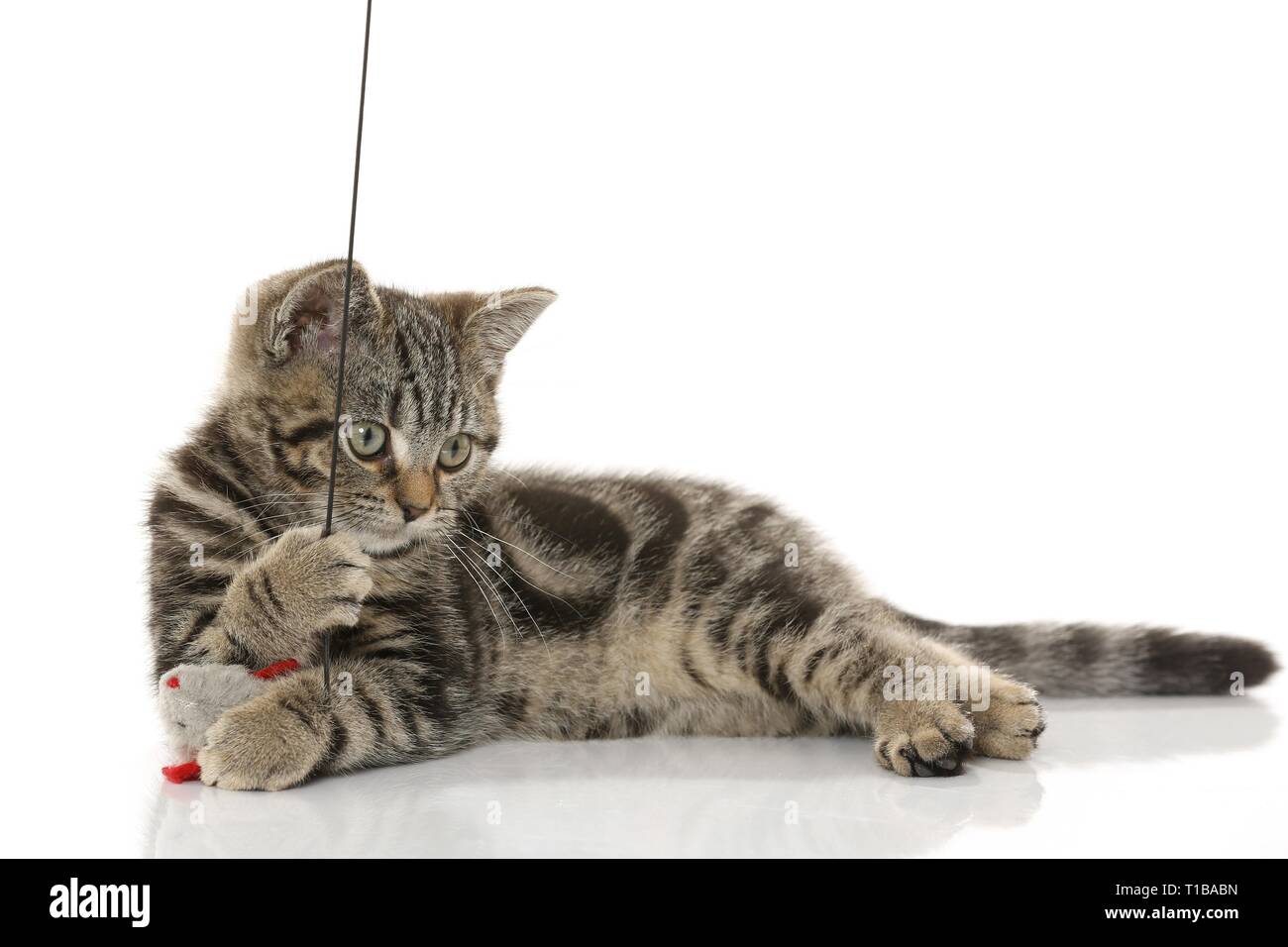 Black Golden Tabby Classic British Shorthair Stock Photo