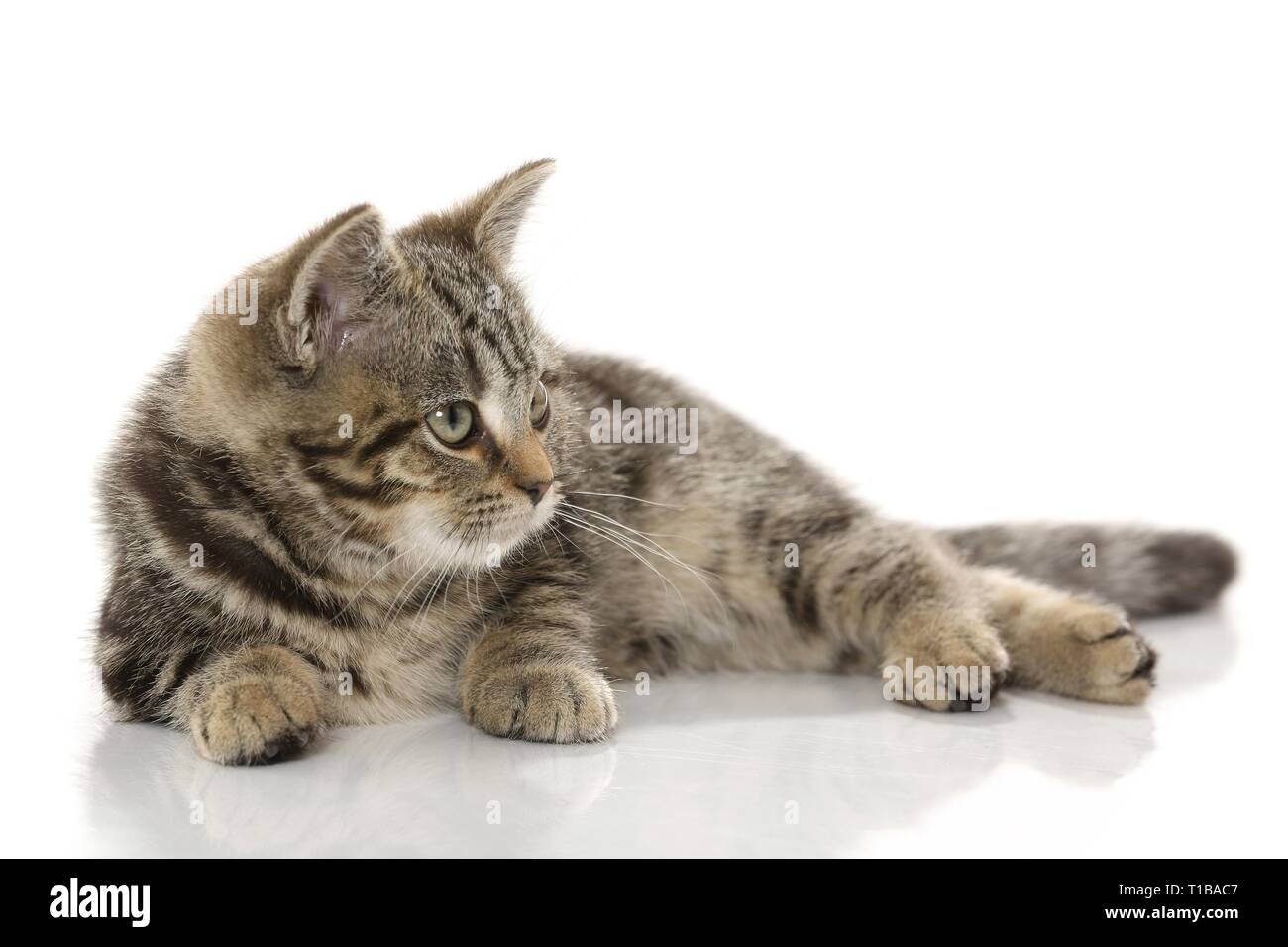 blackgoldentabbyclassic British Shorthair Stock Photo Alamy