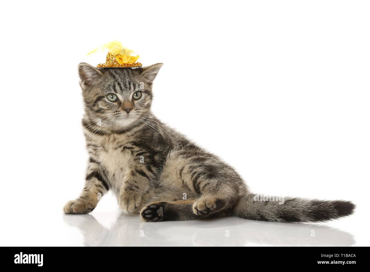 blackgoldentabbyclassic British Shorthair Stock Photo Alamy