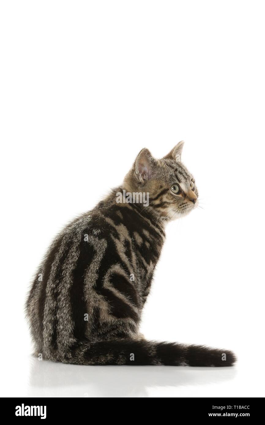 blackgoldentabbyclassic British Shorthair Stock Photo Alamy