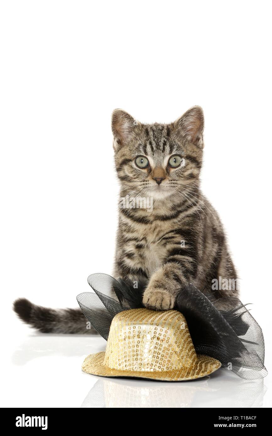 Black Golden Tabby Classic British Shorthair Stock Photo