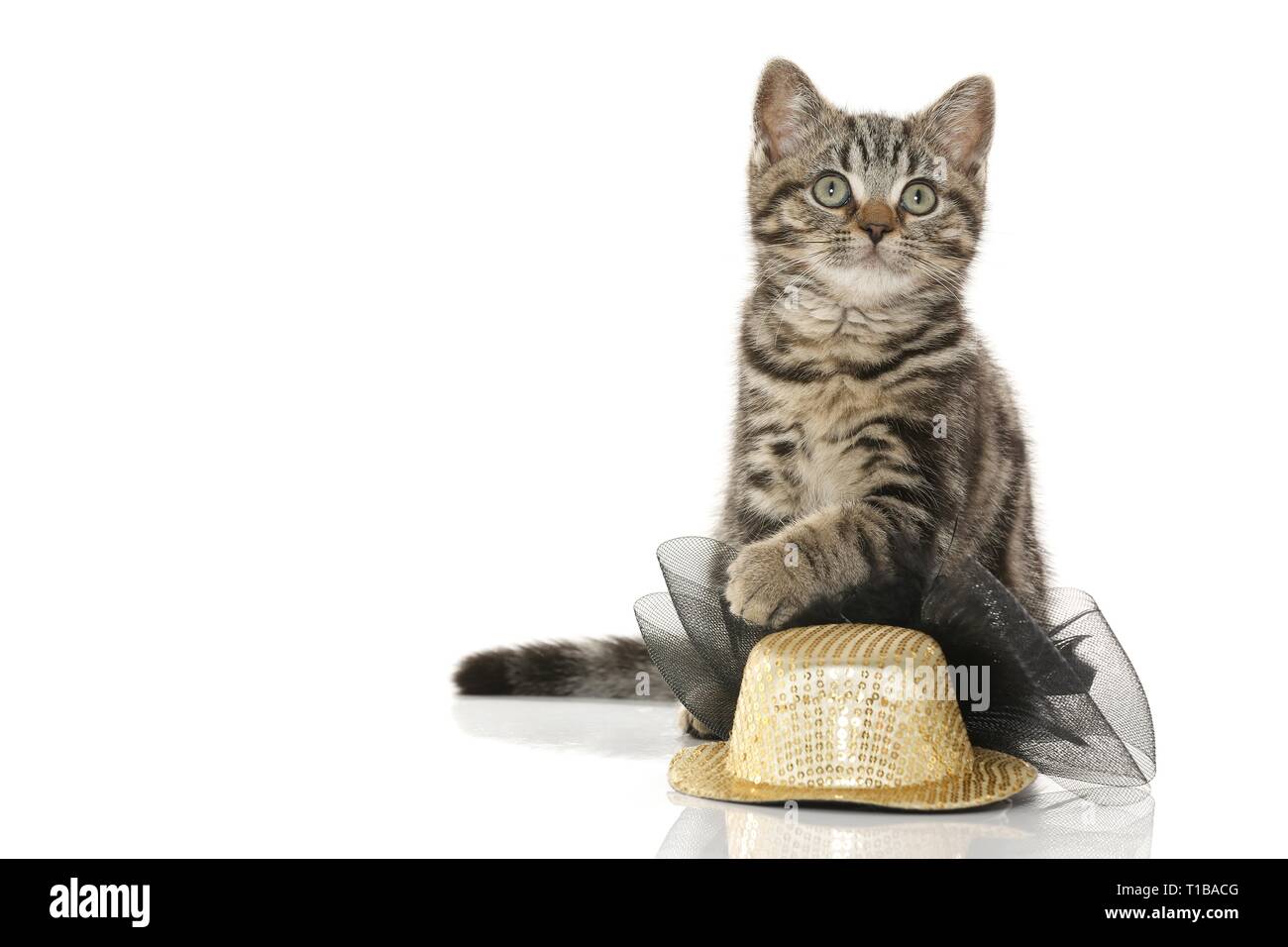 Black Golden Tabby Classic British Shorthair Stock Photo
